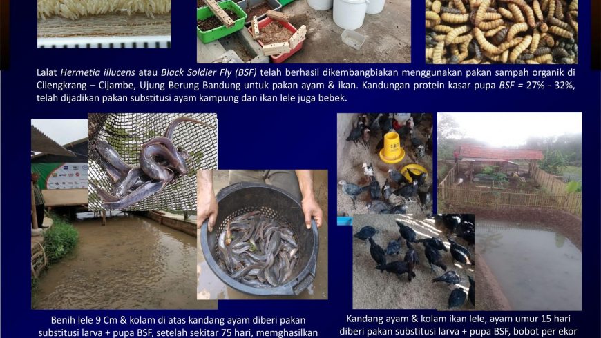 Larva Lalat Tentara Hitam sebagai pakan ayam dan ikan lele di Cijambe, Ujung Berung, Bandung